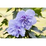 Plantapro Hibiscus syriacus Blue Chiffon