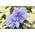 Hibiscus syriacus Blue Chiffon von PlantaPro