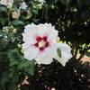 Hibiskus Red Heart von PlantaPro