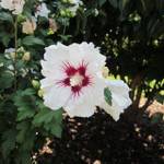 PlantaPro Hibiskus Red Heart