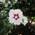 Hibiskus Red Heart von PlantaPro