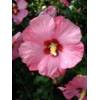 Hibscus Afrodita von PlantaPro