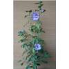 Hibscus Blue Bird von PlantaPro