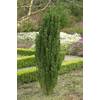 Ilex crenata Fastigiata von PlantaPro