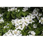 PlantaPro Japananischer Schneeball