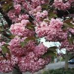Plantapro Japanische Nelkenkirsche Kanzan