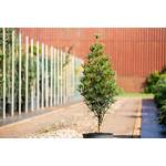 Plantapro Japanische Schirmtanne