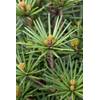 Japanische Schirmtanne Beauty Green von PlantaPro