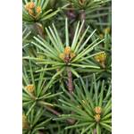 Plantapro Japanische Schirmtanne Beauty Green