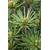 Plantapro Japanische Schirmtanne Beauty Green