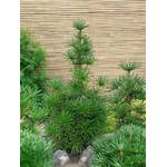Plantapro Japanische Schirmtanne Sternschnuppe