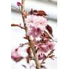 Japanische Zierkirsche Royal Burgundy von PlantaPro