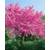 Plantapro Judasbaum Cercis siliquastrum