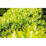 Plantapro Kirschlorbeer