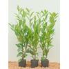 Kirschlorbeer von PlantaPro
