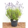 Lavendel Angustifolia von PlantaPro