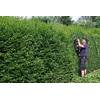 Ligustrum vulgare 'Atrovirens' von PlantaPro