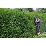 Plantapro Ligustrum vulgare Atrovirens