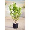 ovalblättriger Liguster von PlantaPro