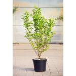 Plantapro ovalblättriger Liguster