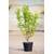 Plantapro ovalblättriger Liguster