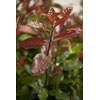 Photinia fraseri 'Camilvy' von PlantaPro