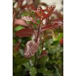 Plantapro Photinia fraseri 'Camilvy'