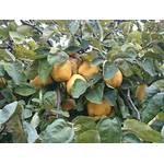 Plantapro Portugiesische Birnenquitte