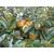 Plantapro Portugiesische Birnenquitte