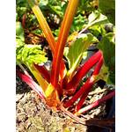 Plantapro Rhabarber-Pflanze