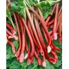 Rheum rhabarbarum Red Champagne von PlantaPro