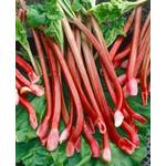 Plantapro Rheum rhabarbarum Red Champagne