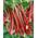 Rheum rhabarbarum Red Champagne von PlantaPro