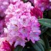 Rhododendron Arabella von PlantaPro