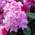 Rhododendron Arabella von PlantaPro