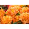 Rhododendron Gibraltar von PlantaPro