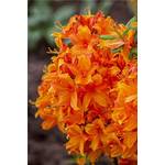 Plantapro Rhododendron Golden Eagle