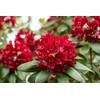 Rhododendron Rot von PlantaPro