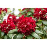 Plantapro Rhododendron rot