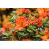 Rhododendron von PlantaPro