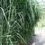 Plantapro Riesen Chinaschilf
