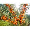 Sanddorn Busch-Baum Friesdorfer Orange von PlantaPro