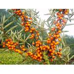 Plantapro Sanddorn Busch-Baum Friesdorfer Orange