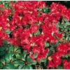 Scarlet Wonder von PlantaPro