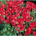 Plantapro Scarlet Wonder