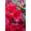 Scarlet Wonder von PlantaPro