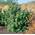Schneeball Willowwood von PlantaPro