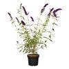 Sommerflieder von PlantaPro