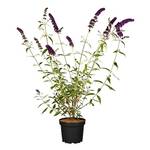Plantapro Sommerflieder
