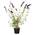 Sommerflieder von PlantaPro